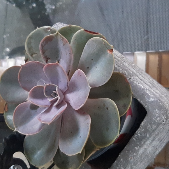 COPY - Adidas by stella mccartney - Picture 2 of 2